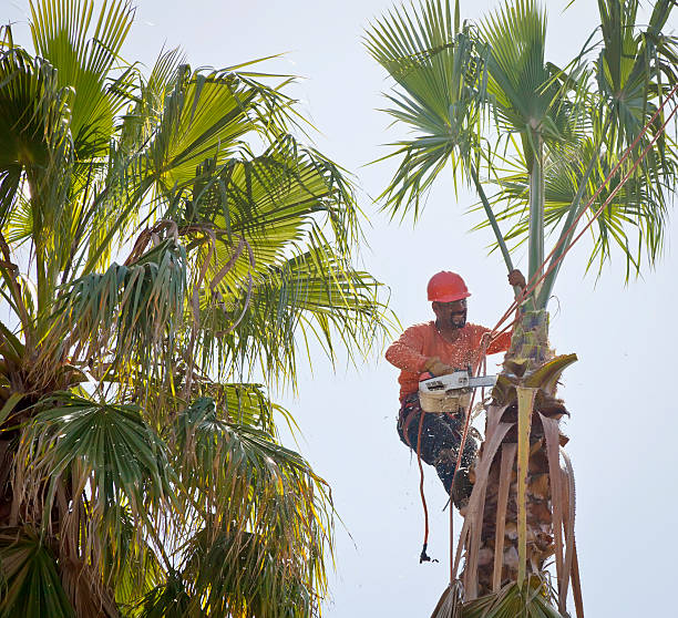 Seasonal Cleanup (Spring/Fall)